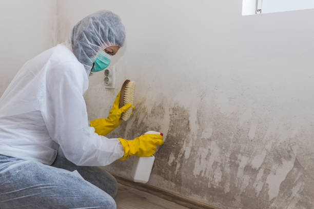 Mold Odor Removal Services in Sardinia, OH